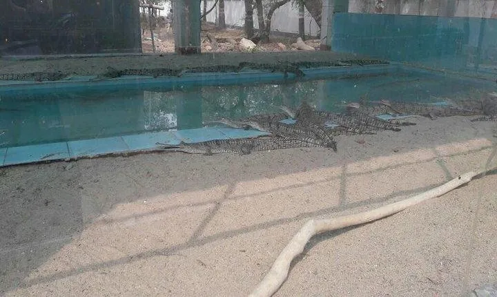 Gharial (alligator) eco park with Machkund temples visit