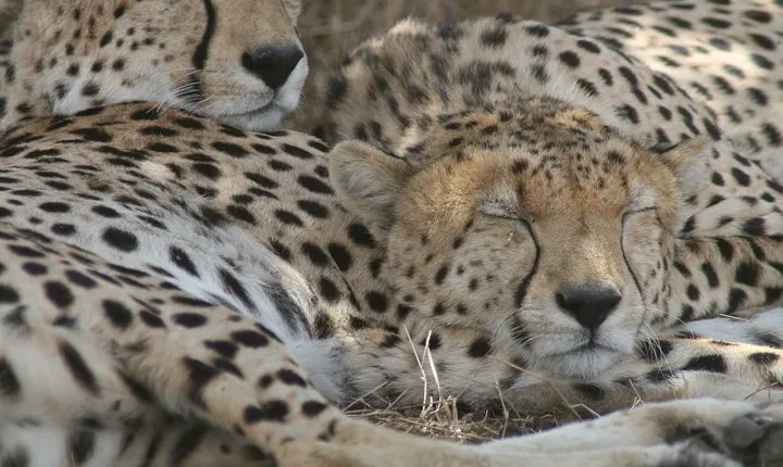 3-Day Maasai Mara Group Joining Safari