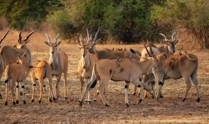 3 DAYS SELOUS SAFARI From Dar es salaam by Car, Flight Zanzibar