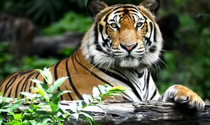 Private 2 Nights Short Escape To Ranthambore.