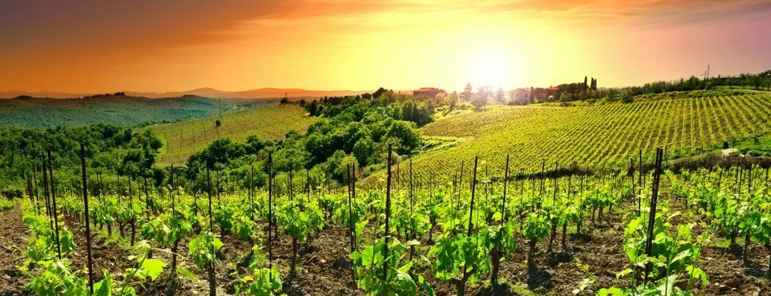 Chianti sunset excursion with wine tasting and optional dinner