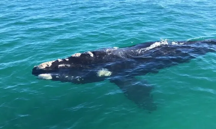 Shark Cage Diving and Whale Watching Combo Experience in Gansbaai