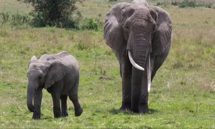 11-Day Serengeti's Migration Majesty