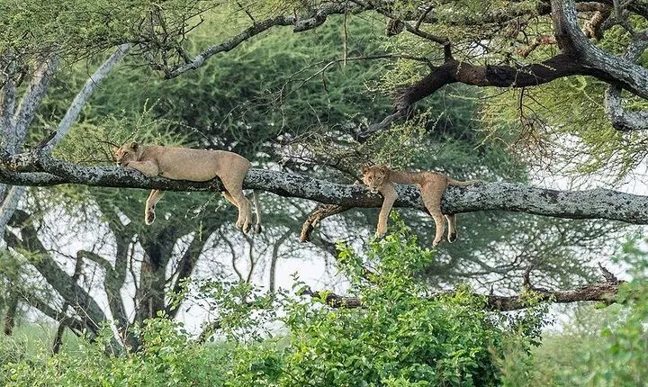 Day Trip To Tarangire National Park