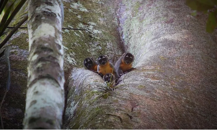6-day Tour in the Amazon Rainforest at Curassow Amazon Lodge