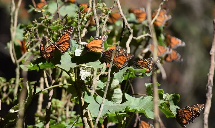 Butterfly Monarch Tour from Mexico City