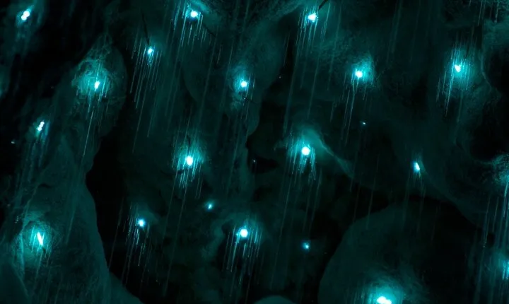 Kawiti Glow Worm Cave Tour & Opua Forest Walk