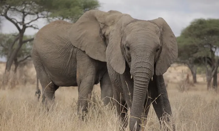 3 Days lodge Safari to Tarangire, Lake Manyara and Ngorongoro