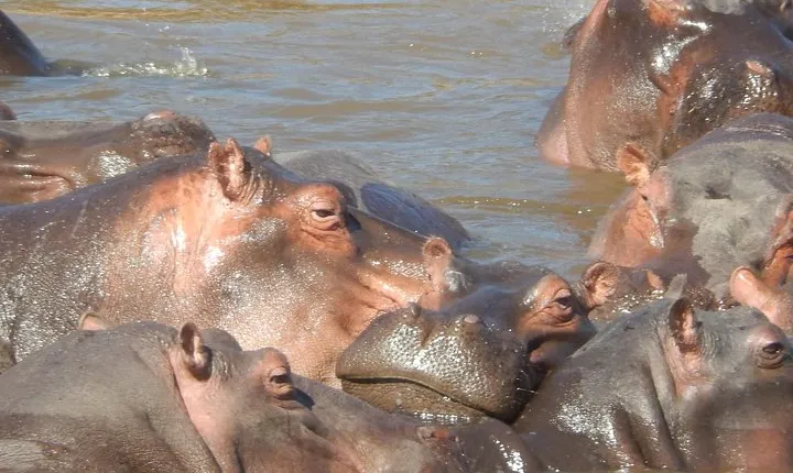 Lake Nakuru National Park Day Tour Via Lake Naivasha