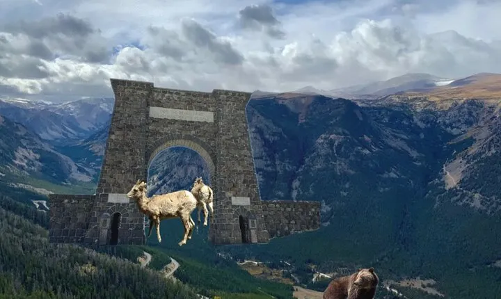  Private Yellowstone Wildlife and Photo Tours West Yellowstone 