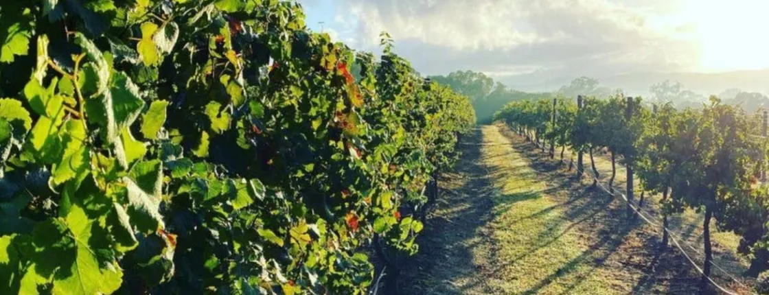 Guided Noosa Hinterland experience