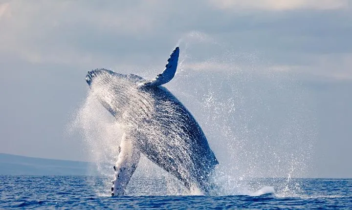 Whales Watching in pacific sea of Colombia