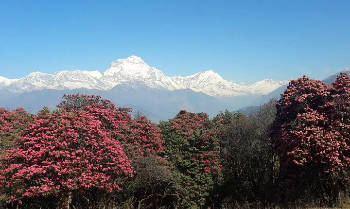 4-Day Private Poon Hill Trekking Tour