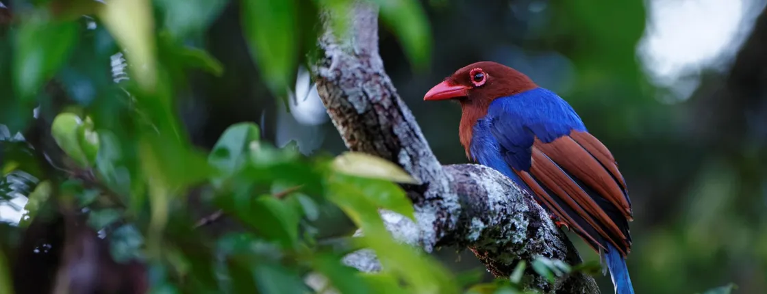 Bird Watching Sri Lanka