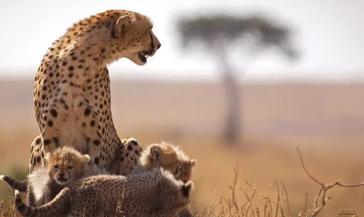 Classic Best of Kenya 