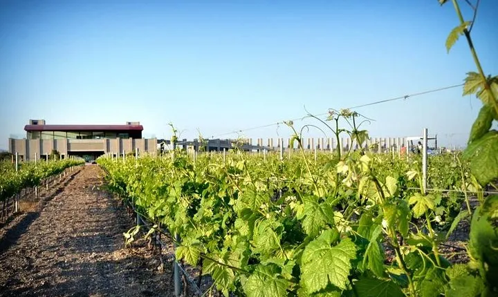 Wine Route in Tequisquiapan with Transportation