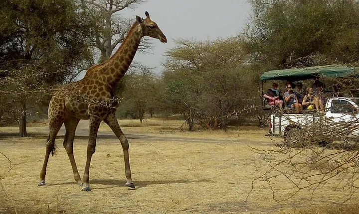 Bandia Park Safari (Minimum 2 Participants)