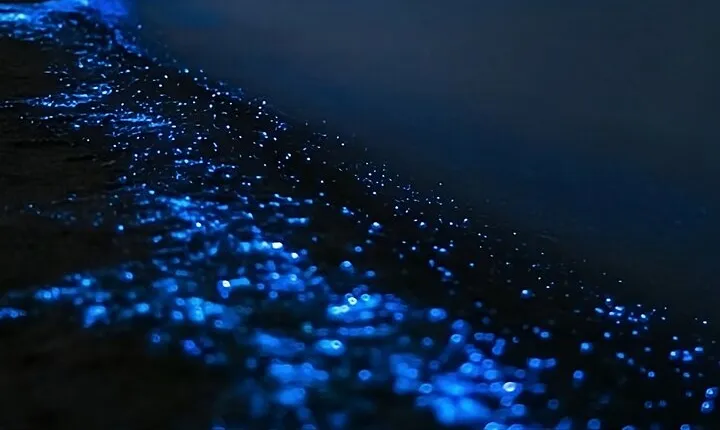 Bioluminescence Kayak Tour - Est. 1994