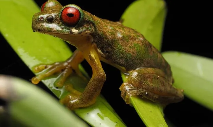 Guided Night Walk & Wildlife Spotting in Monteverde