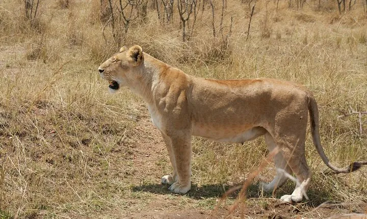 4 Day Big Five Safari to Lake Manyara and Ngorongoro Crater