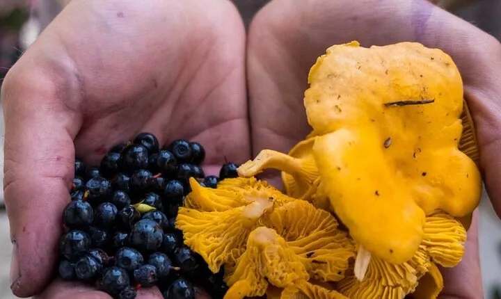 Wild Forest Berries and Mushrooms Picking Tour