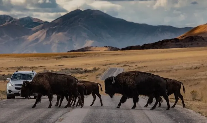 Private Wildlife and Scenic tour on Antelope Island
