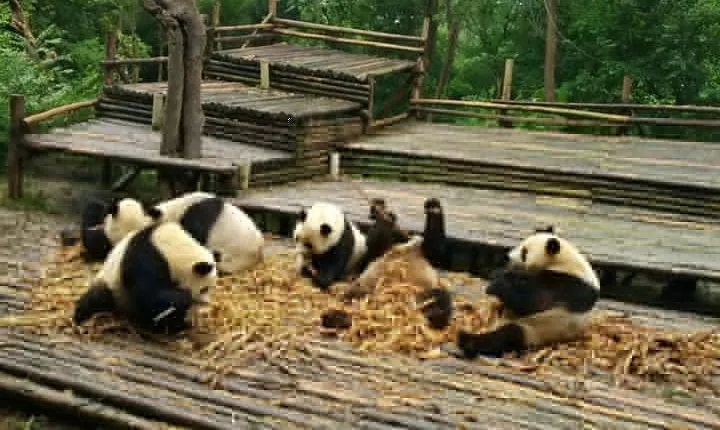 From Chengdu: Panda Base and Giant Buddha in One Day