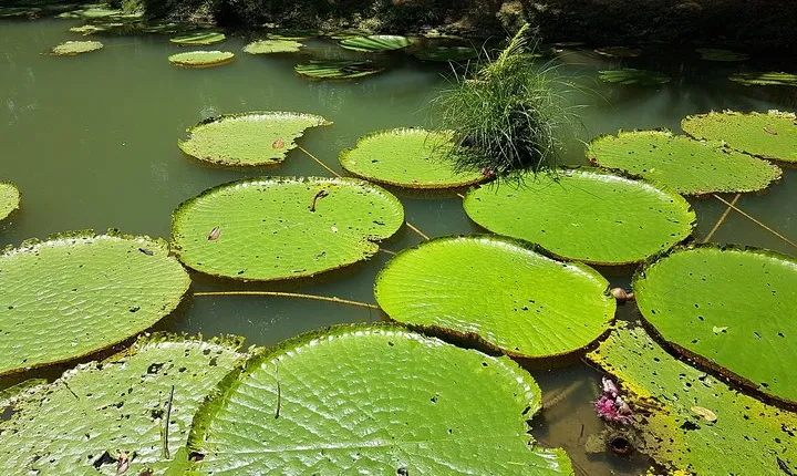 Amazon Natural Museums Combo (INPA and MUSA)