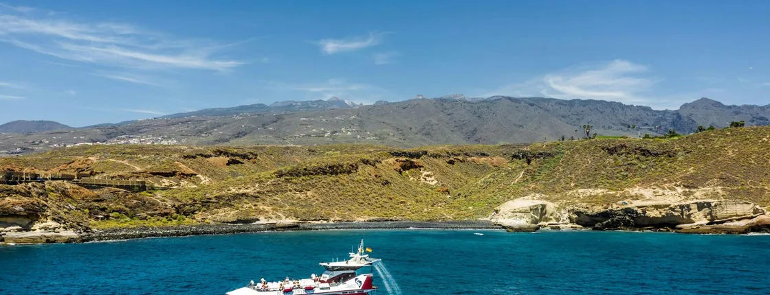 Two-hour Royal Delfín Whale & Dolphin Watching Cruise