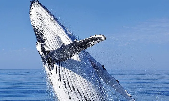 Whale Watching in Cabo San Lucas: Sightseeing Cruise and Shopping