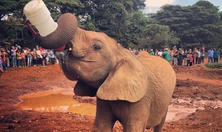 David Sheldrick Elephant Orphanage Half-Day Tour in Nairobi