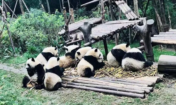 Chengdu Panda Impression Private Day Tour