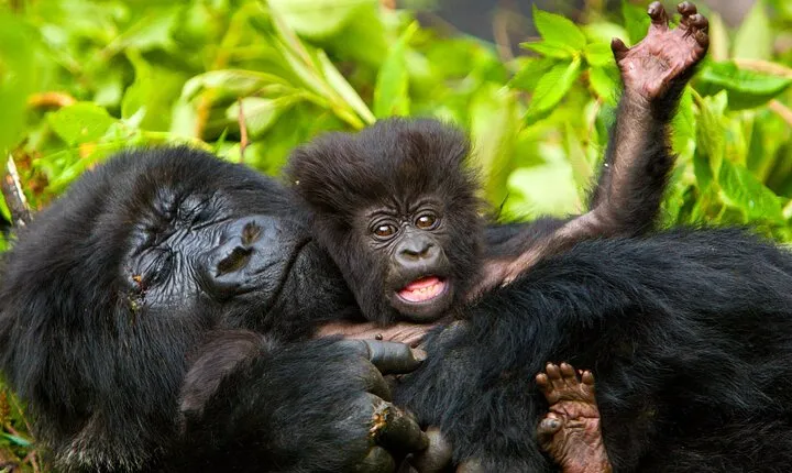 4 Day Gorilla Trekking & Golden Monkeys