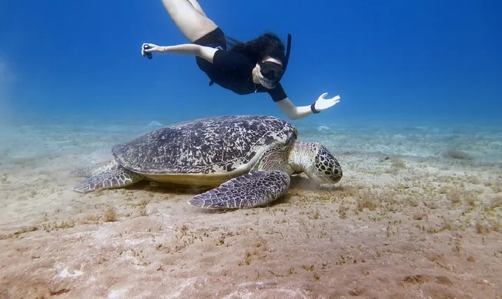 Private Abu Dabbab Snorkeling Sea Trip With Transfer - Marsa Alam