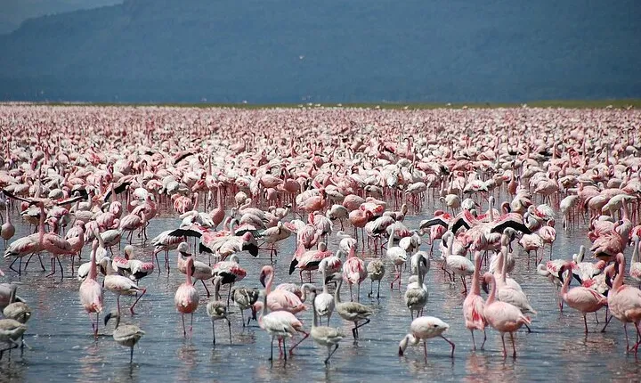 6-Day of Luxury Tanzania Safari from Savannah to Crater Adventure