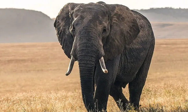 5 Days Safari Northern Circuit of Tanzania
