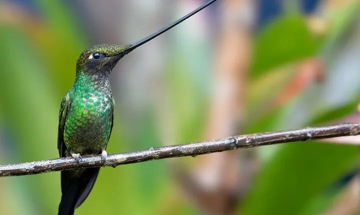 3 Days Birdwatching Private Tour in the Choco Forest
