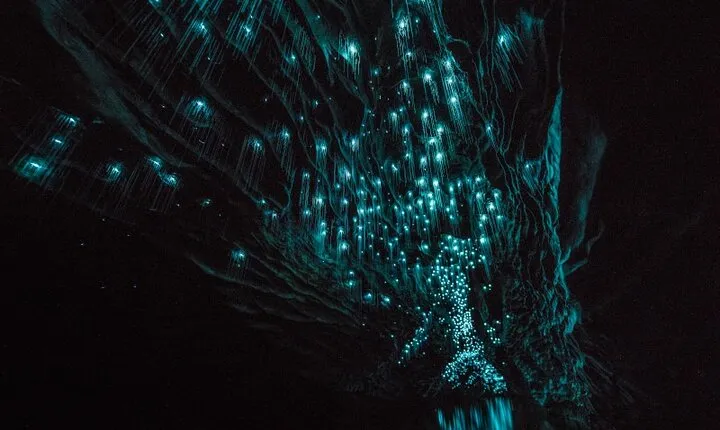 Glowworm Caves & Hamilton Gardens Day Tour from Auckland
