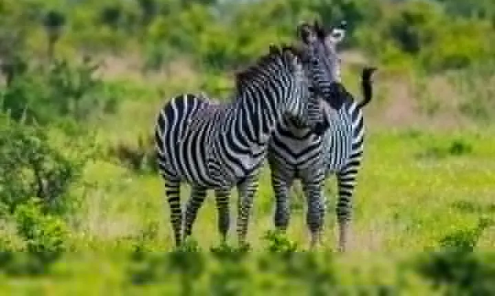 5 Day Safari To Serengeti & Tarangire National Parks