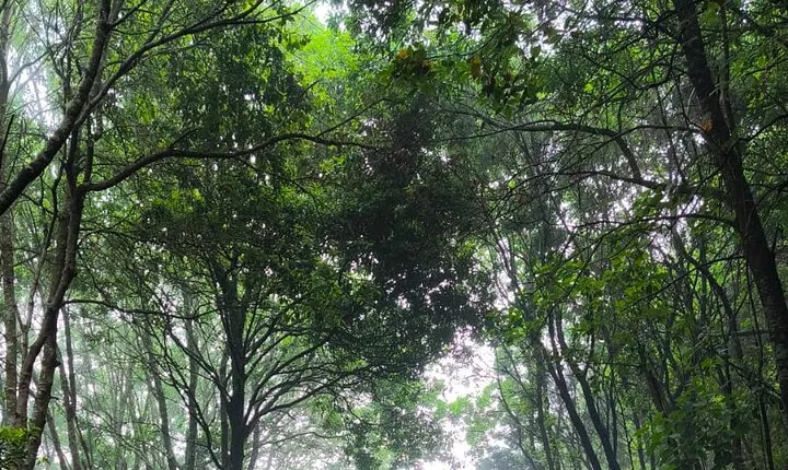 ANAGA: VIP tour: Forests, Peaks and Sea.