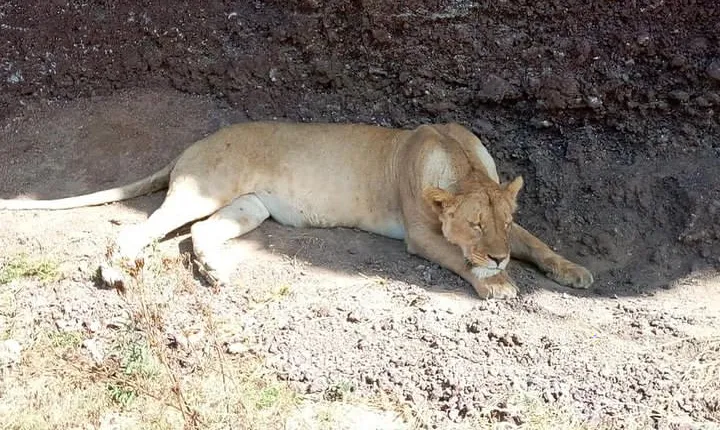 Day Trip to Tarangire National Park From Arusha / Kilimanjaro