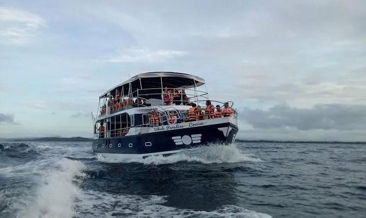 Whale Watching Experience in Mirissa