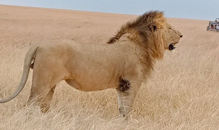 Private 6-Days Tour Exploring in Amboseli & Nakuru National Park