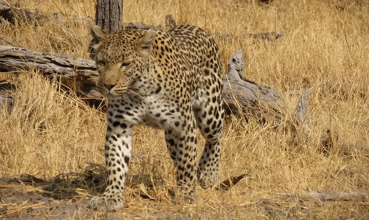 4 Days Camping Safari in Central Kalahari Game Reserve & Nxai Pan