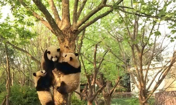 Half Day Private Tour: Chengdu Research Base of Giant Panda Breeding