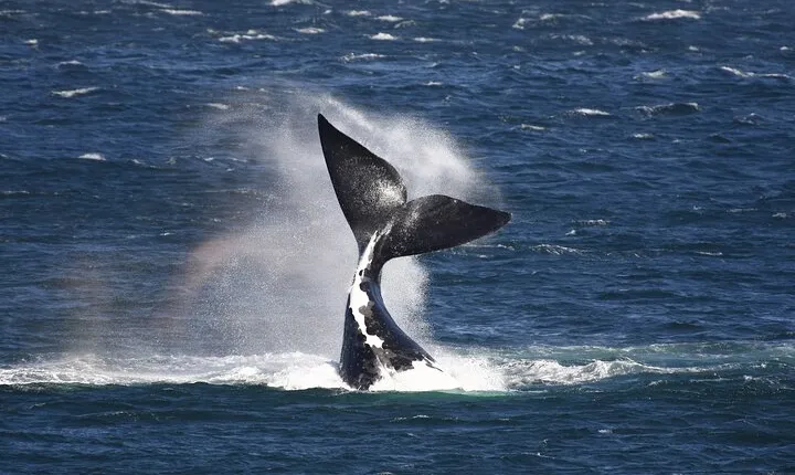 Hermanus Land based Whale Tour with Dave de Beer