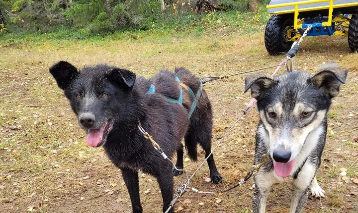 Rovaniemi Insider Autumn Husky Cart Ride