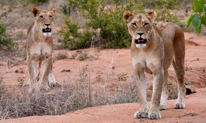 Half day wildlife tour to Nairobi National Park Game Drive with Pickup/Drop off