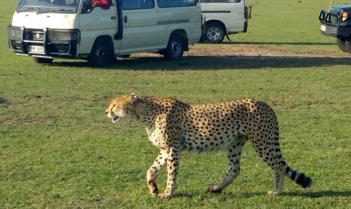 3Days 2nights Masai Mara group joining safari