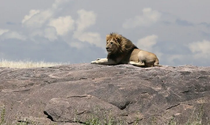 10 Days 9 Nights Exposure Africa Premium Safari Package